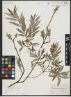 Foto von Salix repens L. x Salix viminalis L.